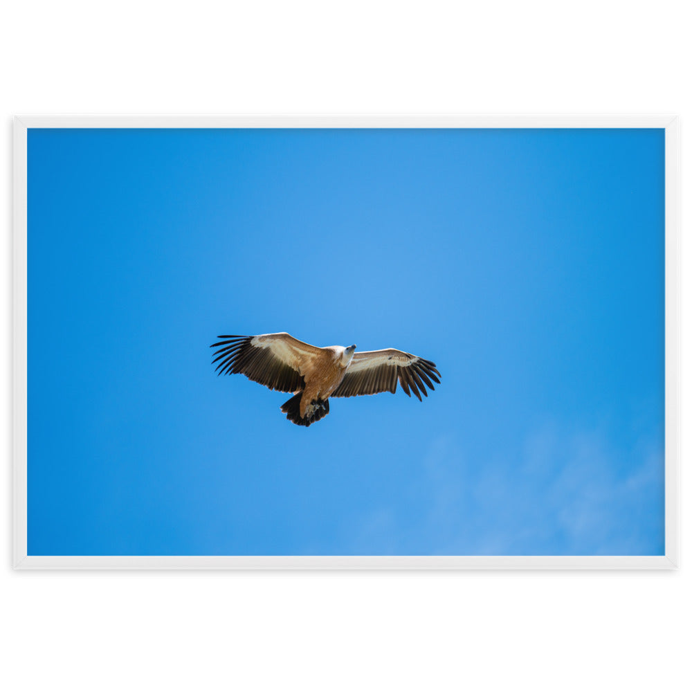 Poster de photographie animalière d'un vautour fauve en plein vol, les ailes écartées, sous un ciel bleu dégagé.