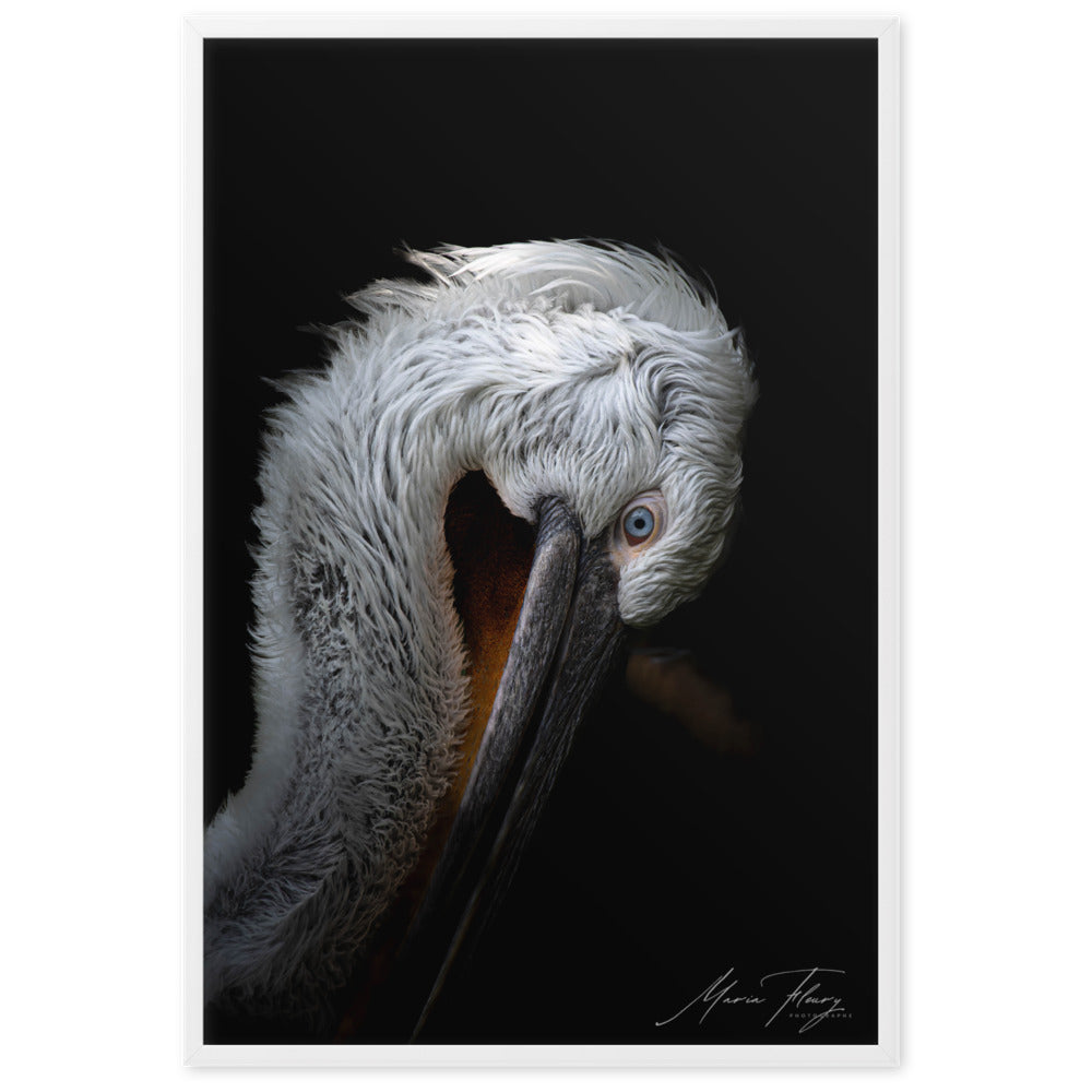 Photographie de haute qualité du Pélican frisé sur fond noir, illuminant son pelage blanc et son œil bleu vif, signée par la renommée Maria Fleury.