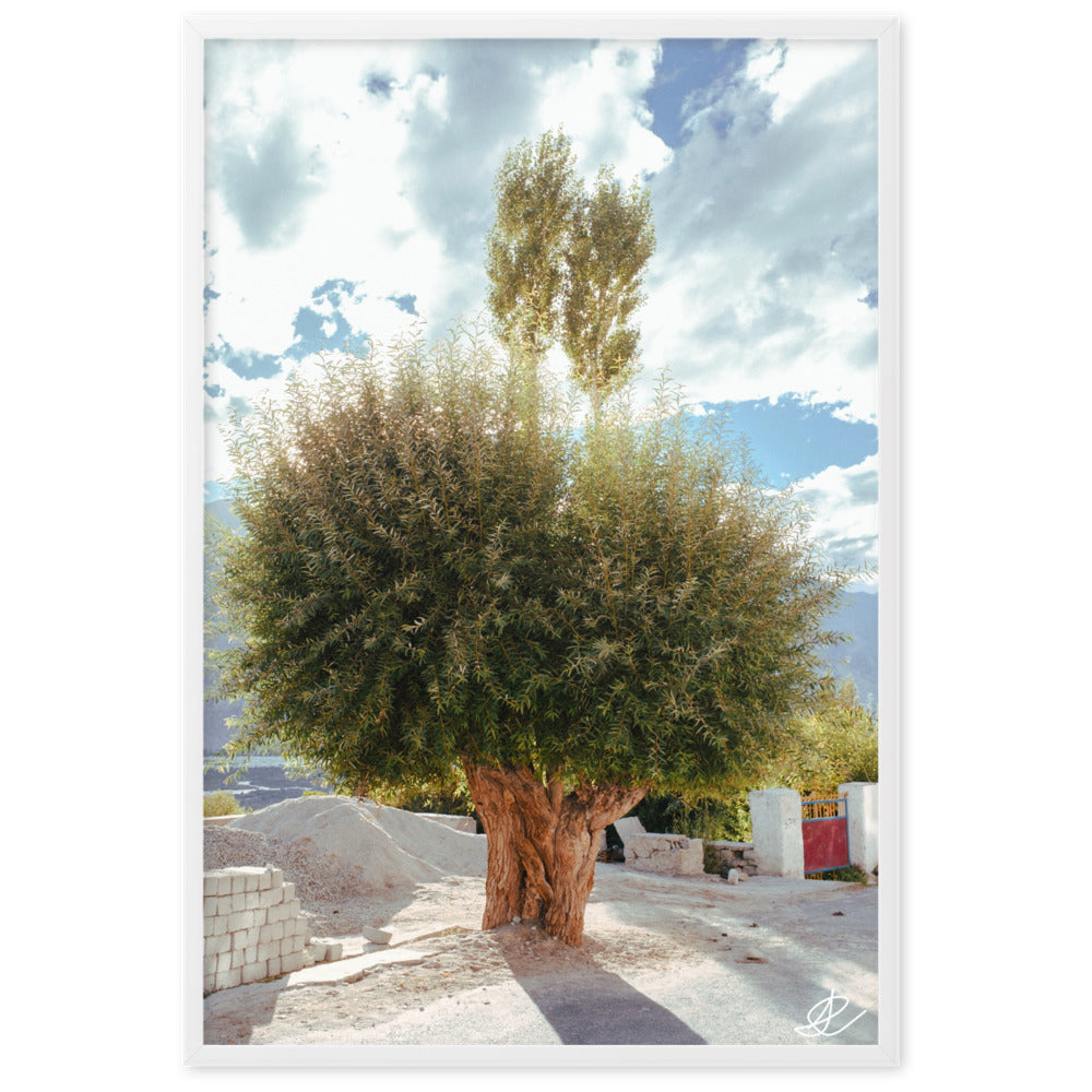 Photographie 'Arbre du Monastère' par Ilan Shoham, illustrant un arbre en pleine lumière juxtaposé à un monastère en ombre dans la Vallée de Noubra, symbolisant la rencontre entre la nature et l'évolution humaine.