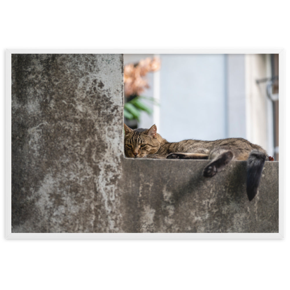 Chat paisiblement endormi sur une surface en béton, capturé dans le poster 'Sieste' par Yann Peccard.