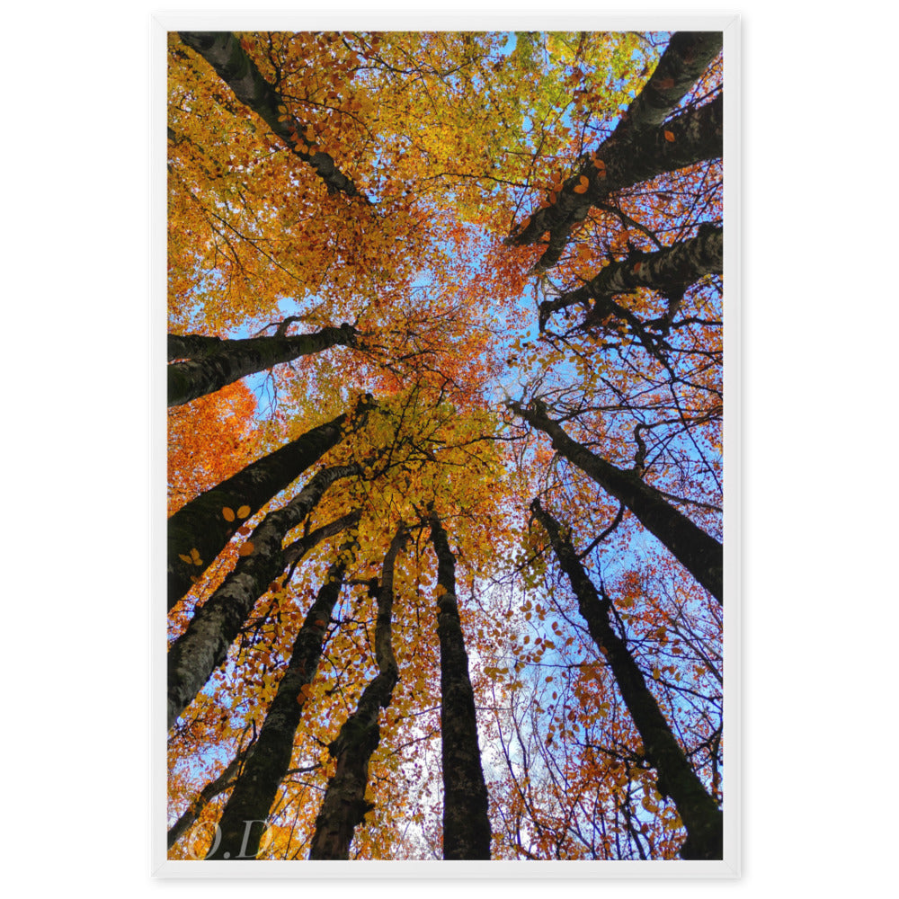 Photographie 'Automne' de La plantoune, illustrant la canopée forestière en automne avec des couleurs vibrantes, encadrée pour une élégance naturelle.