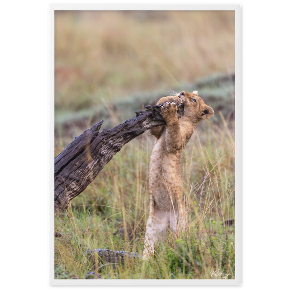 Image émouvante d'un lionceau dans la lueur chaude du coucher de soleil en savane, une œuvre artistique de Valerie et Cyril BUFFEL, idéale pour capturer l'essence de la nature africaine.