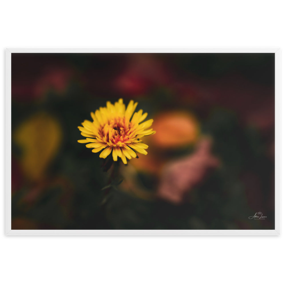 Photographie d'une fleur jaune vif se dressant contre un fond sombre et flou, capturée par Adrien Louraco, illustrant la résilience et la beauté de la nature.