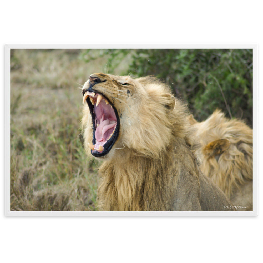 Image d'un lion impressionnant dans un moment naturel et imposant, une œuvre de Léa Scappini, parfaite pour représenter la majesté et la splendeur de la faune africaine.