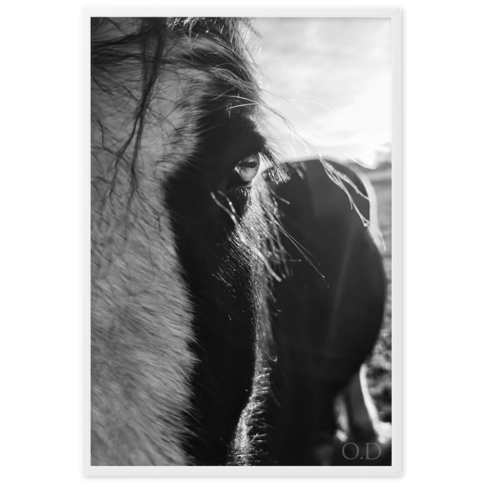 Portrait cheval en noir et blanc