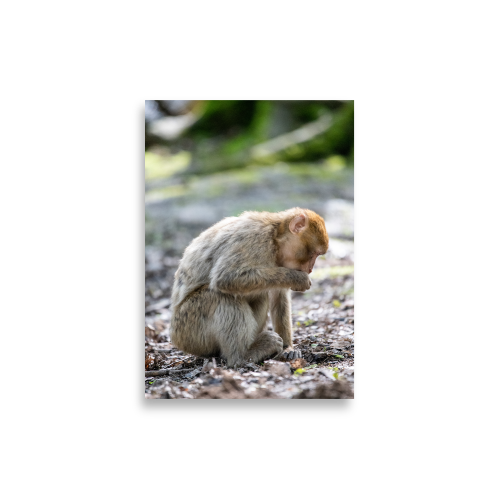 Poster - Macaque de barbarie N07 – Photographie de singe – Poster photographie, photographie murale et des posters muraux unique au monde. La boutique de posters créée par Yann Peccard un Photographe français.