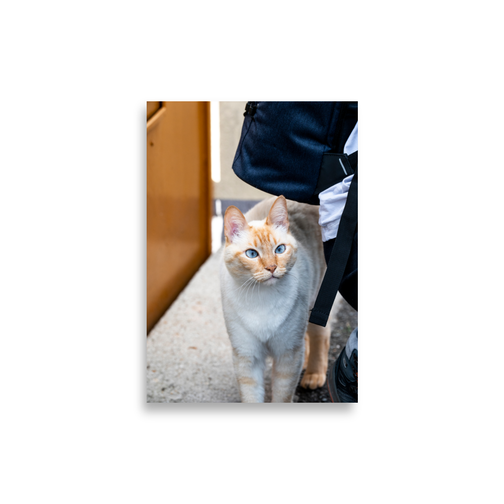 Photographie d'un chat majestueux aux yeux bleus