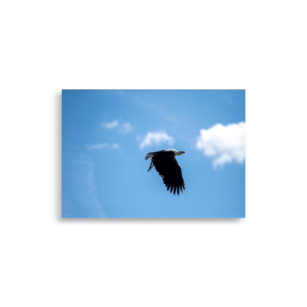 Poster d'un Vautour fauve en plein vol, illustration de la grâce et la majestuosité de cet oiseau magnifique.