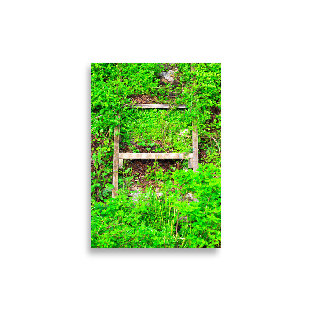Poster Echelle Verdoyante, une photographie captivante d'une échelle envahie par la verdure, idéal pour les amoureux de la nature et ceux qui cherchent à créer une ambiance naturelle dans leur intérieur.
