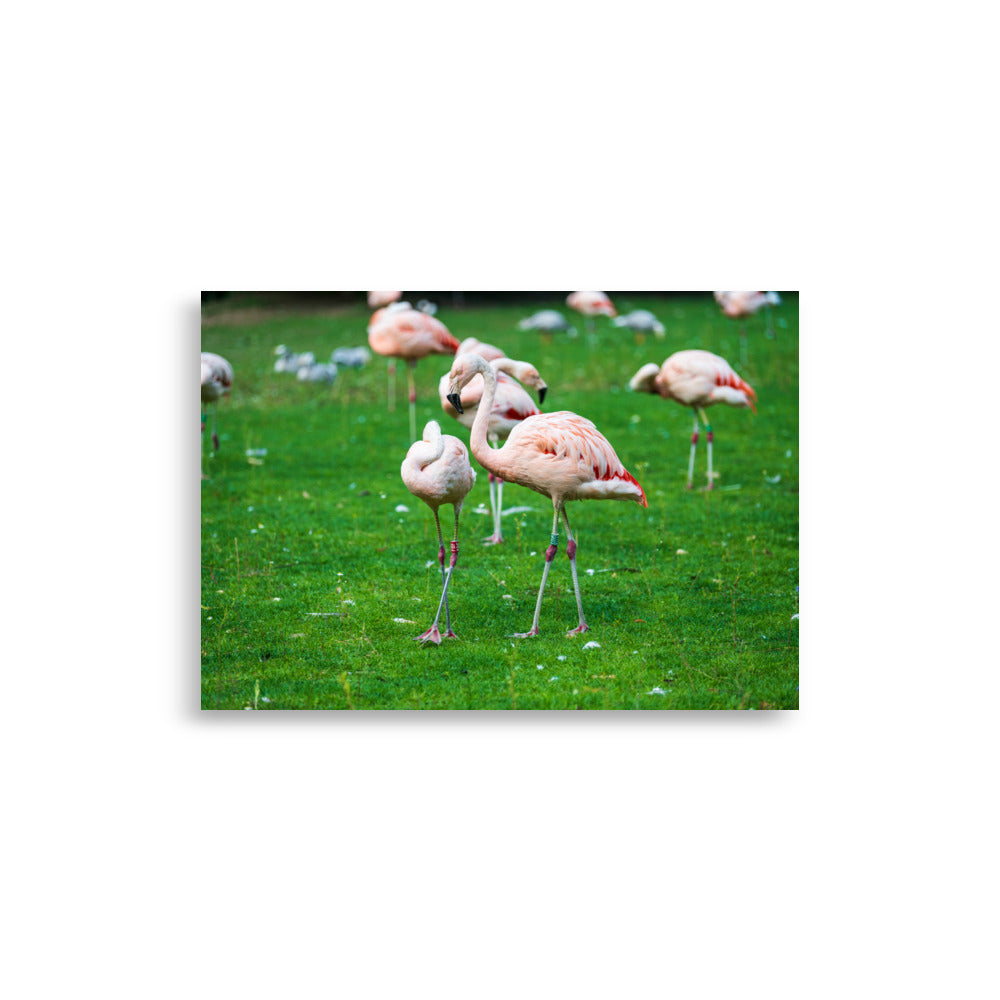 Poster de Flamant rose – Photographie animalière Poster XXL.