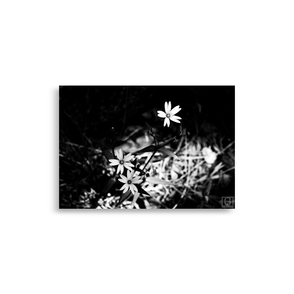 Trois fleurs blanches éthérées se détachant d'un fond noir intense, une interprétation monochrome par Hadrien Geraci.