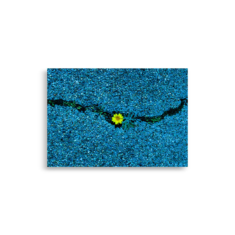 Fleur jaune brillante poussant à travers une fissure dans un sol en béton teinté de bleu, photographie réalisée par Hadrien Geraci.