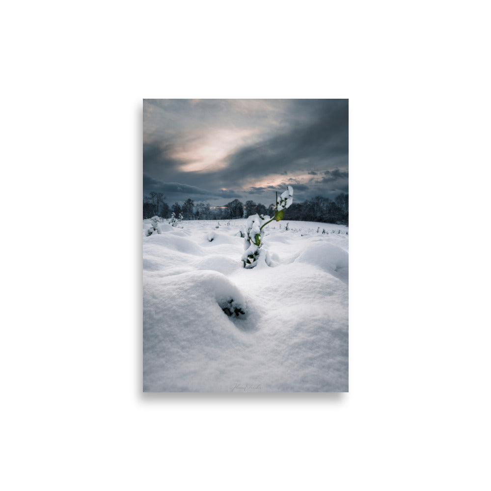 Photographie hivernale captivante montrant une plante verte solitaire au milieu d'un paysage enneigé, avec une forêt lointaine et un ciel nuageux en arrière-plan, œuvre de Florian Vaucher.