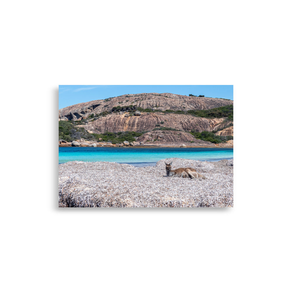 Photographie 'What's Up mate !' capturant un kangourou relaxant au premier plan, avec des eaux bleues lumineuses et des montagnes en arrière-plan, représentant l'essence sauvage et la beauté naturelle de l'Australie.
