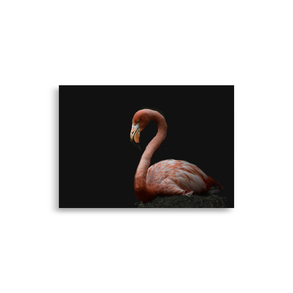 Photographie 'Flamingo', présentant un flamant rose élégant de profil, se détachant majestueusement sur un fond noir profond, capturant subtilement sa grâce et son élégance.