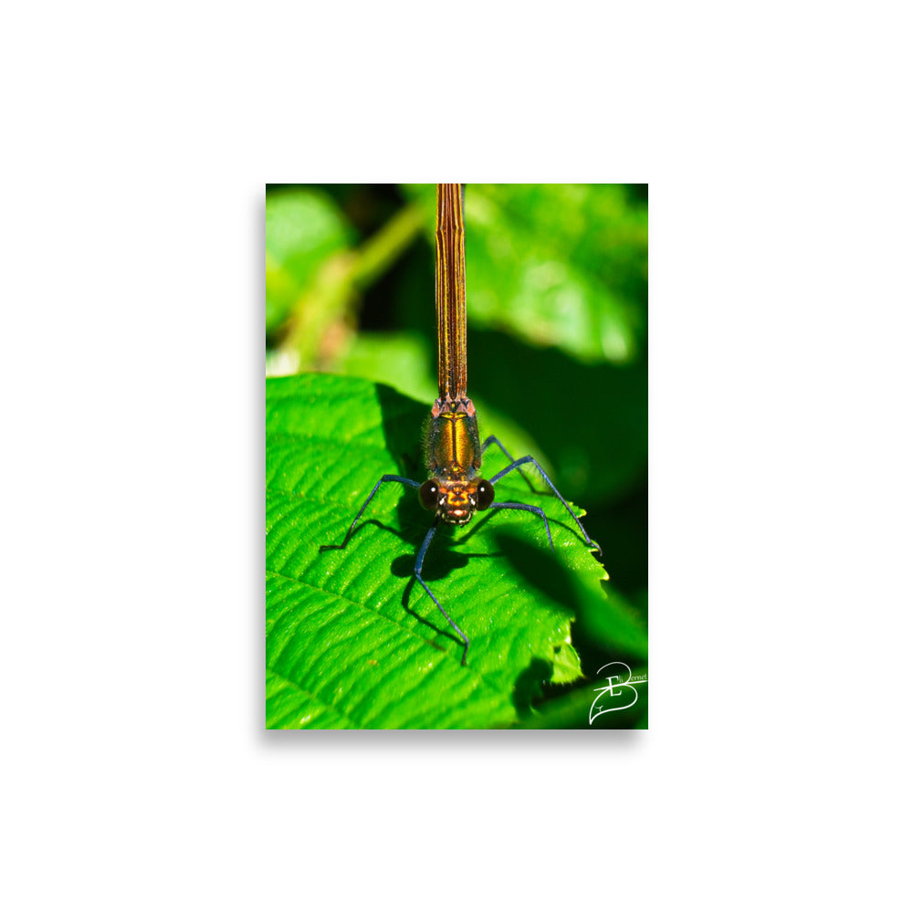 Photographie macro d'une femelle Libellule sur une feuille verte, les yeux fixant l'objectif, capturant la délicatesse de la nature, œuvre signée Eli Bernet.