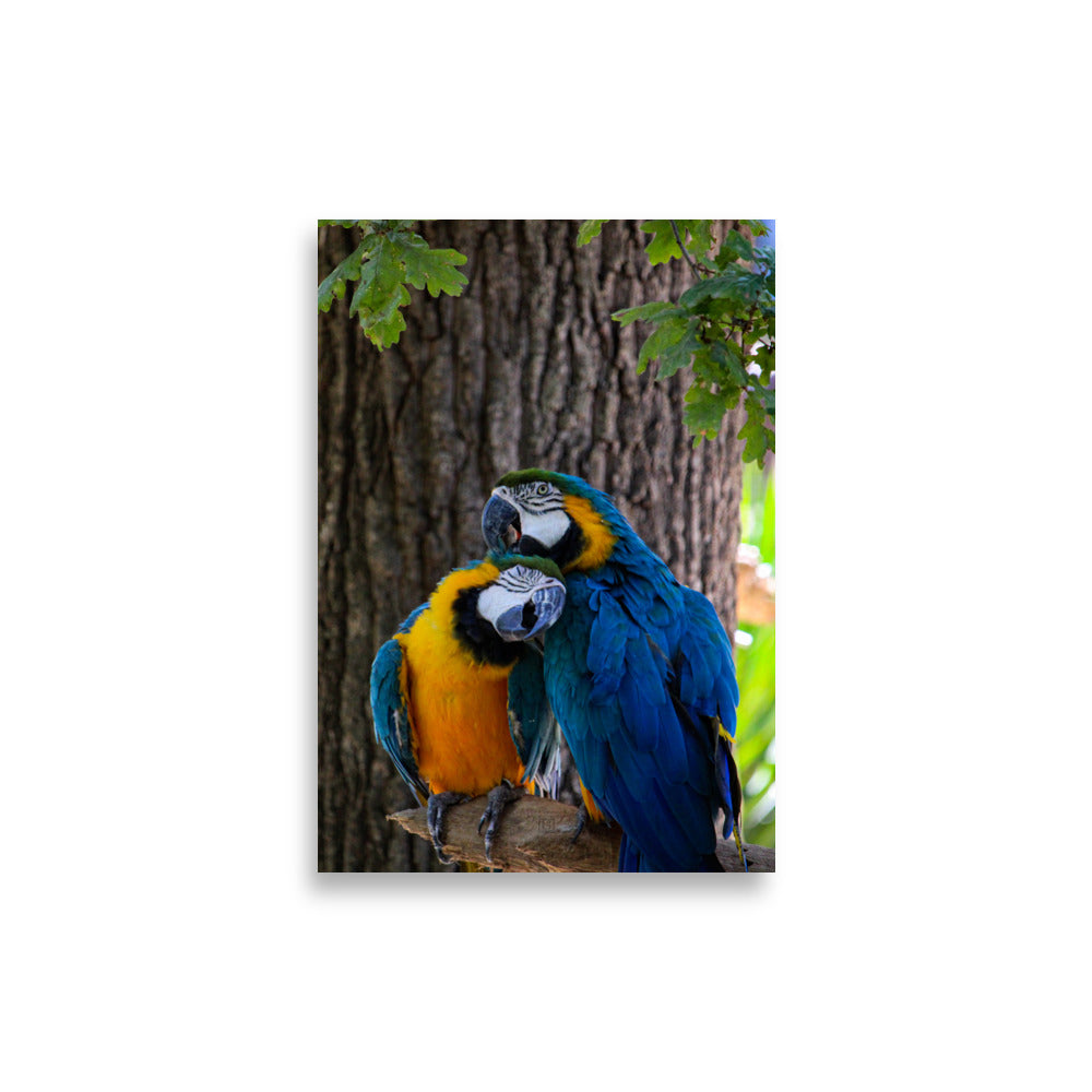 "Les inséparables" - photographie colorée d'un couple d'oiseaux exotiques par Hadrien Geraci