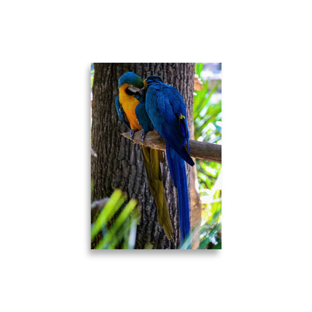 Photographie 'L'Étreinte' par Hadrien Geraci, capturant un moment tendre entre deux Ara bleus sur une branche.