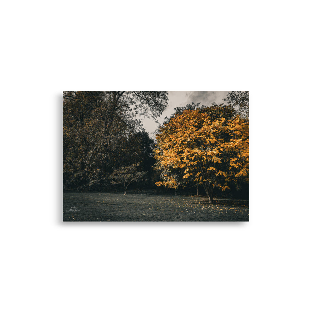 Photographie 'Arbre d'Automne' par Adrien Louraco, illustrant un arbre aux feuilles jaunes éclatantes sous un ciel clair.