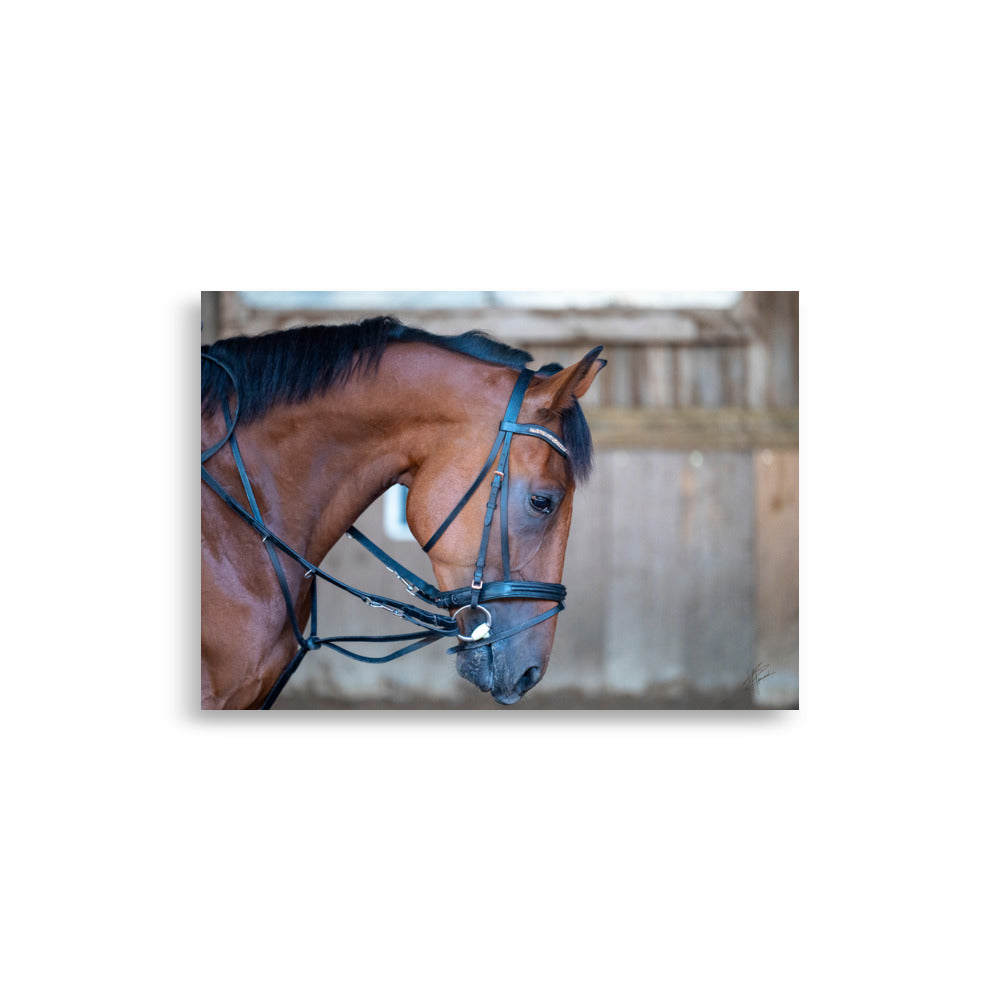 Photographie 'Évasion à Crinière' par Yann Peccard, capturant l'élégance et la puissance d'un cheval marron en gros plan.