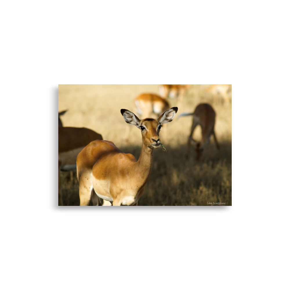 Poster "Gazelle du Serengeti" par Léa Scappini, illustrant une gazelle élégante en milieu naturel africain, une œuvre d'art qui invite à la découverte de la nature sauvage.