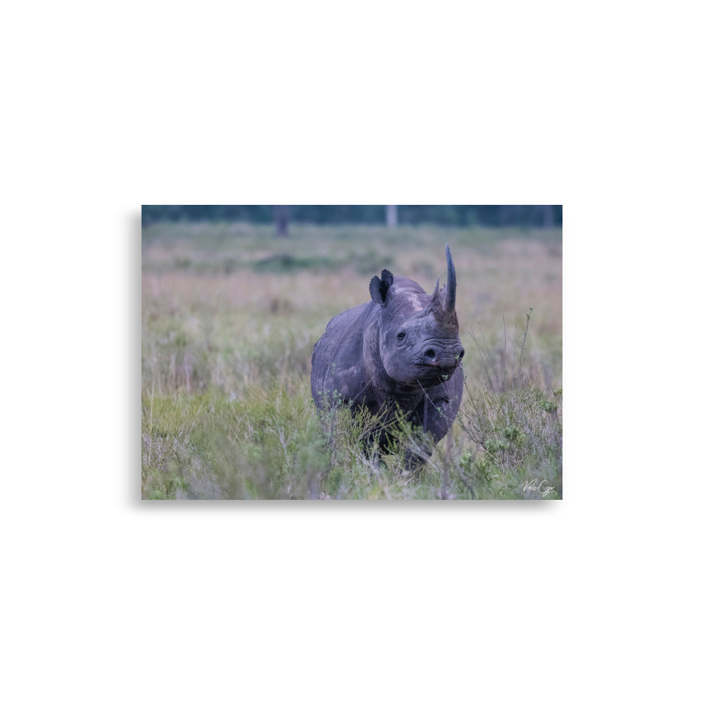 Poster "Rhinocéros" par Valerie et Cyril BUFFEL, montrant un rhinocéros avec sa peau épaisse et plissée, symbole de la force de la faune africaine, idéal pour les passionnés de nature.