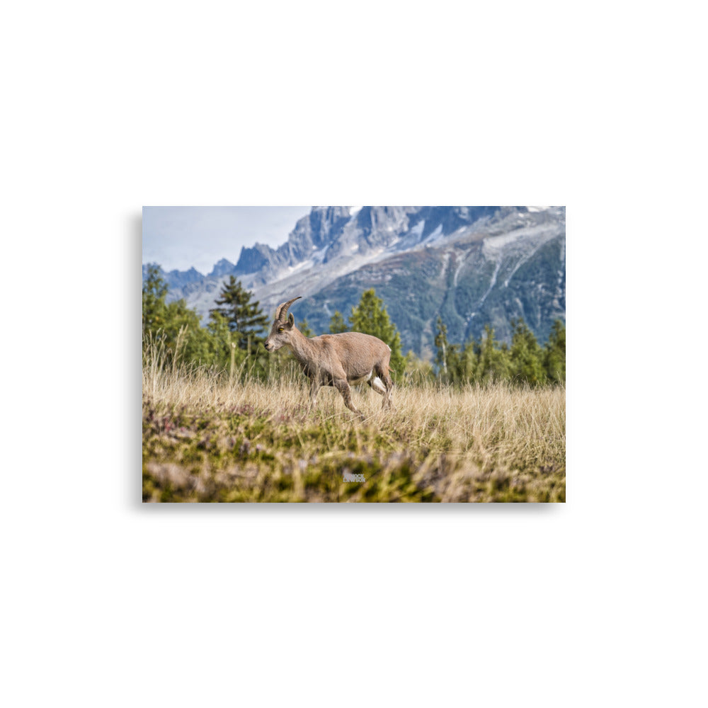 Photographie d'un jeune bouquetin agile dans les prairies alpines, capturée par Henock Lawson, montrant l'harmonie de l'animal avec les teintes dorées de l'environnement.