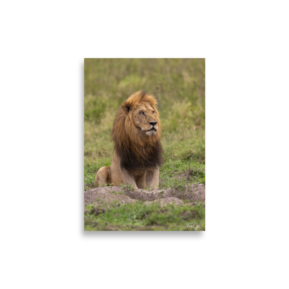 Photographie d'un lion majestueux dans la savane, capturée par Valérie et Cyril Buffel, mettant en avant sa posture noble et sa crinière riche en couleur.