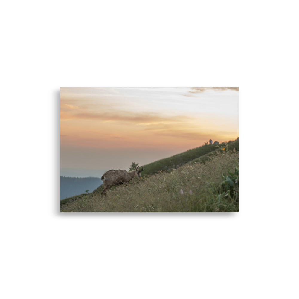 Poster "Crépuscule Montagnard" montrant un chamois dans un paysage montagneux au crépuscule, par Victor Marre.