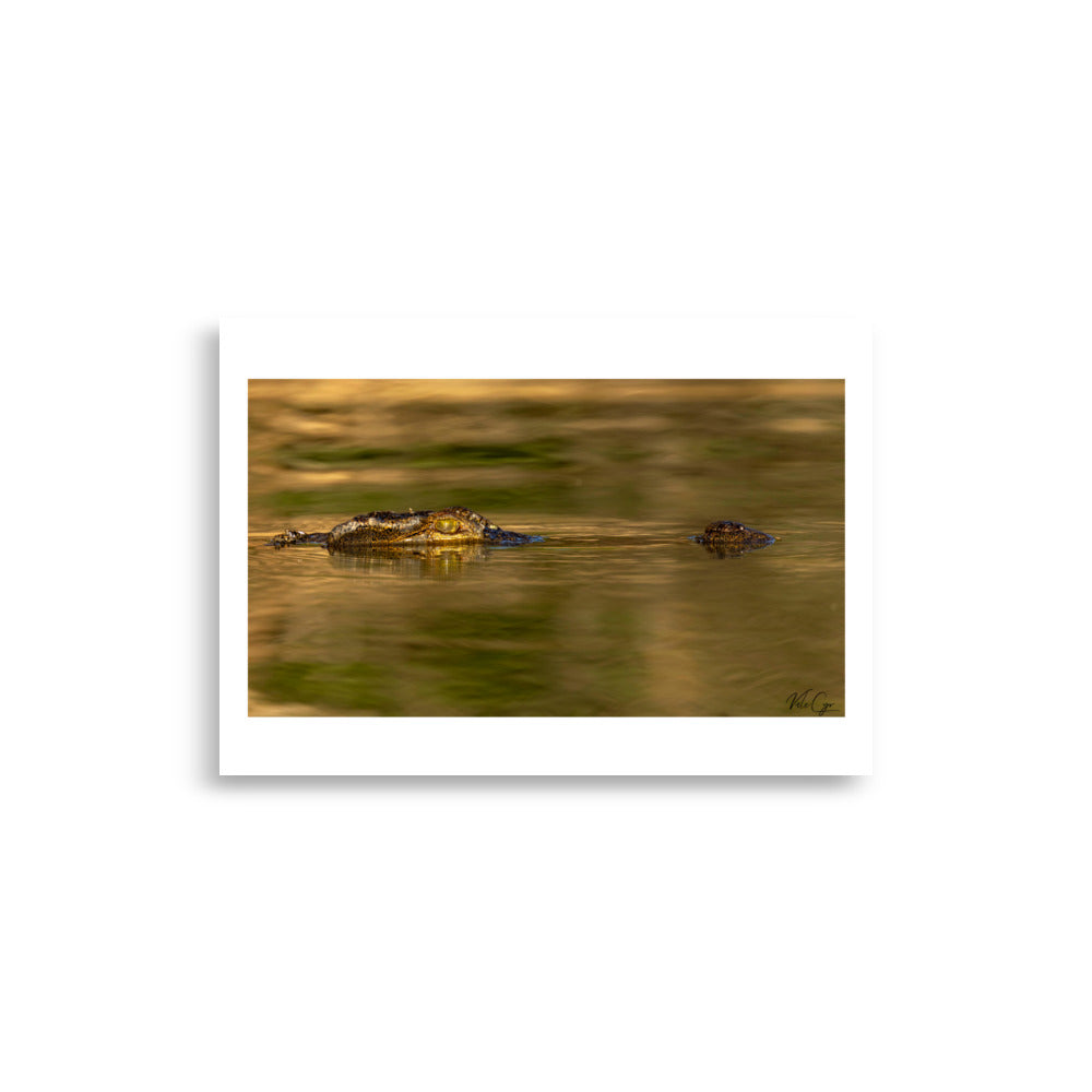 Poster photo crocodile