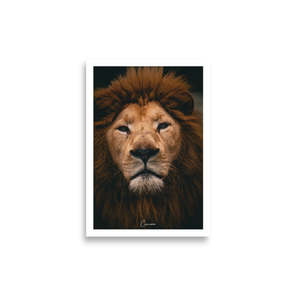 Affiche Lion