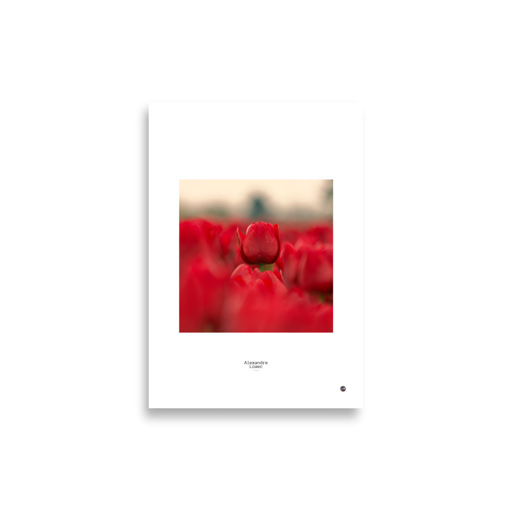 Poster tulipe