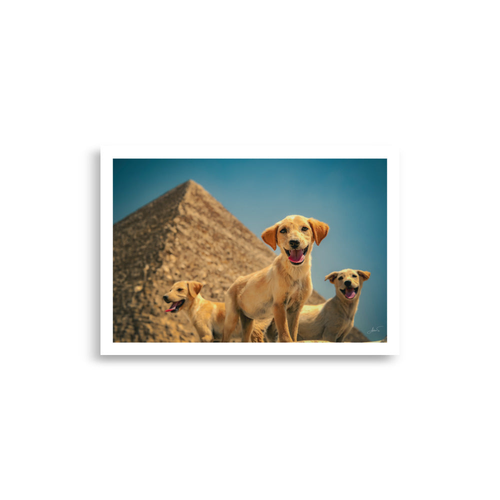 Photographie de chiens en Egypte