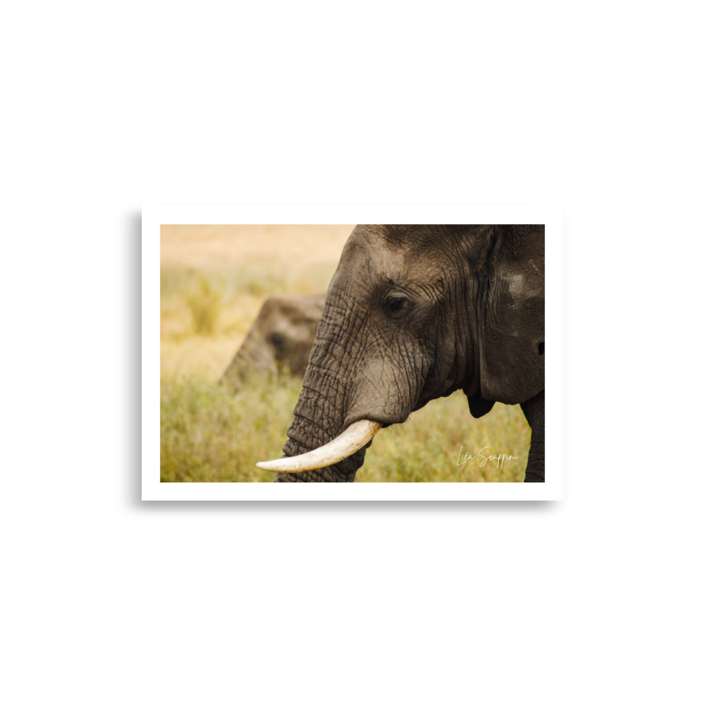 Affiche d'un éléphant en Afrique
