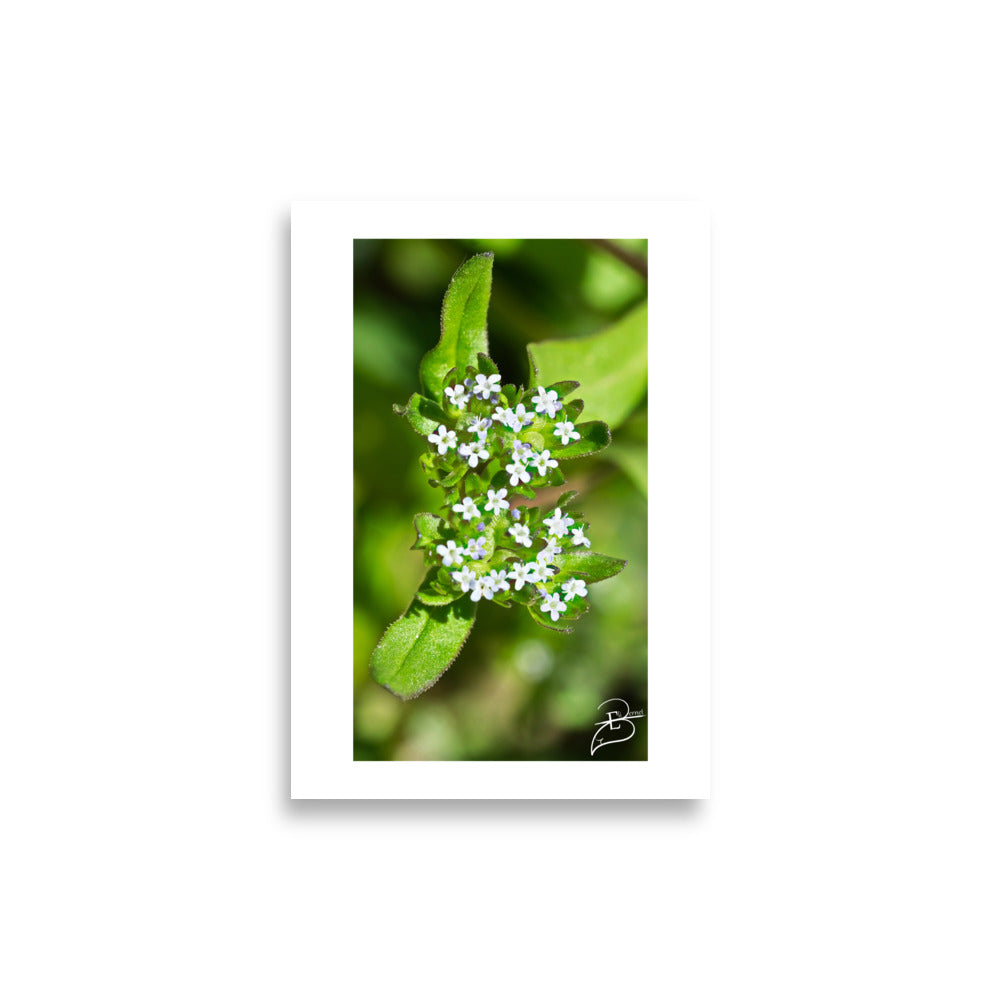 Affiche et poster de fleurs blanche pour la décoration intérieure