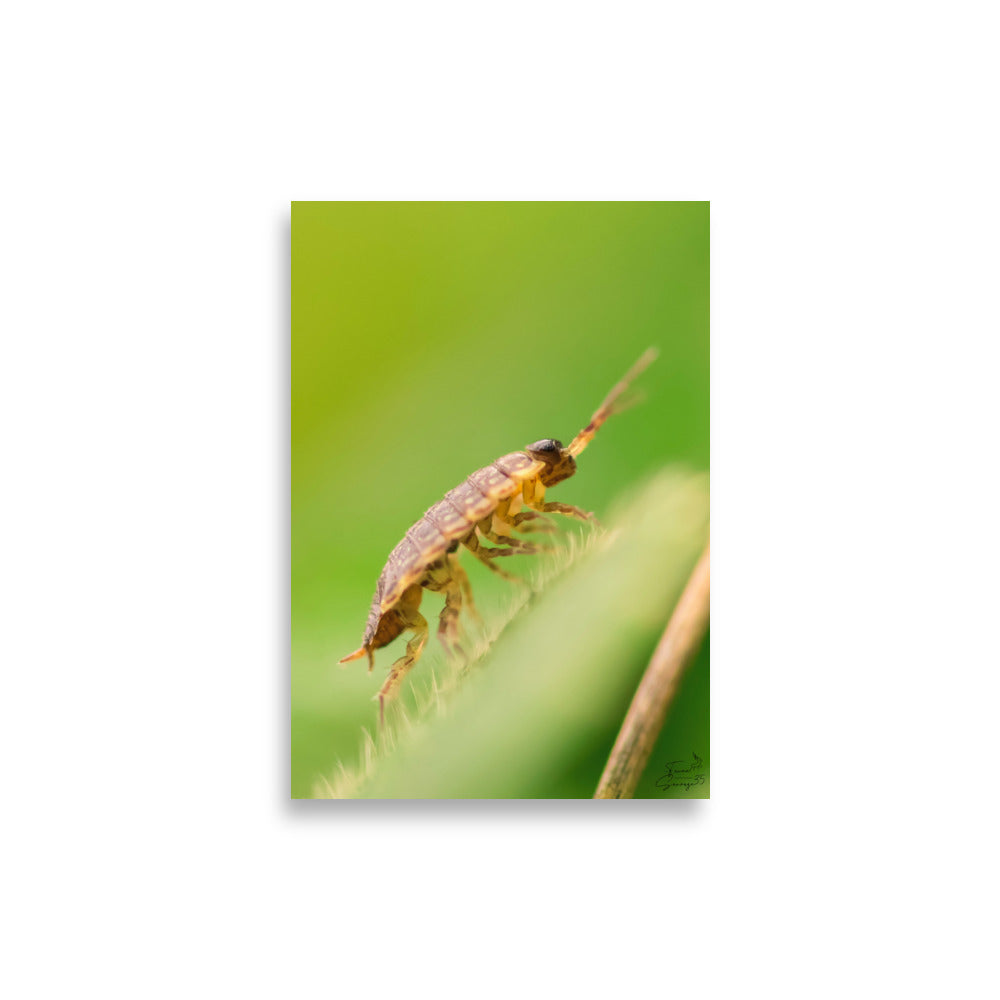 Affiche scientifique d'insecte photographié en Macro
