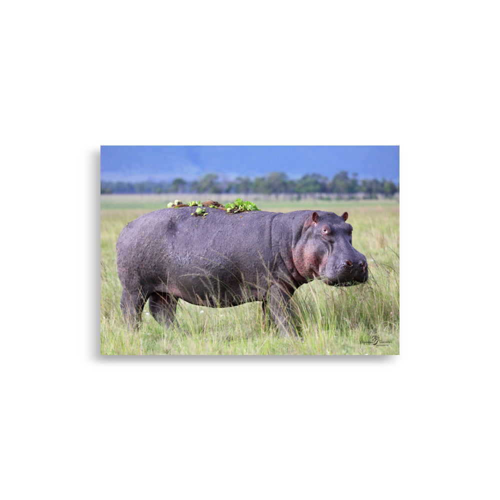 Affiche d'un animal sauvage un Hippopotame en Afrique