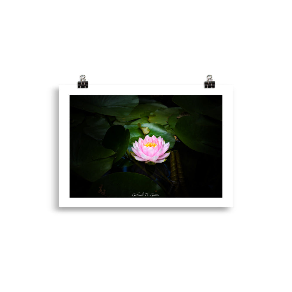 Photographie d'une fleur de Lotus