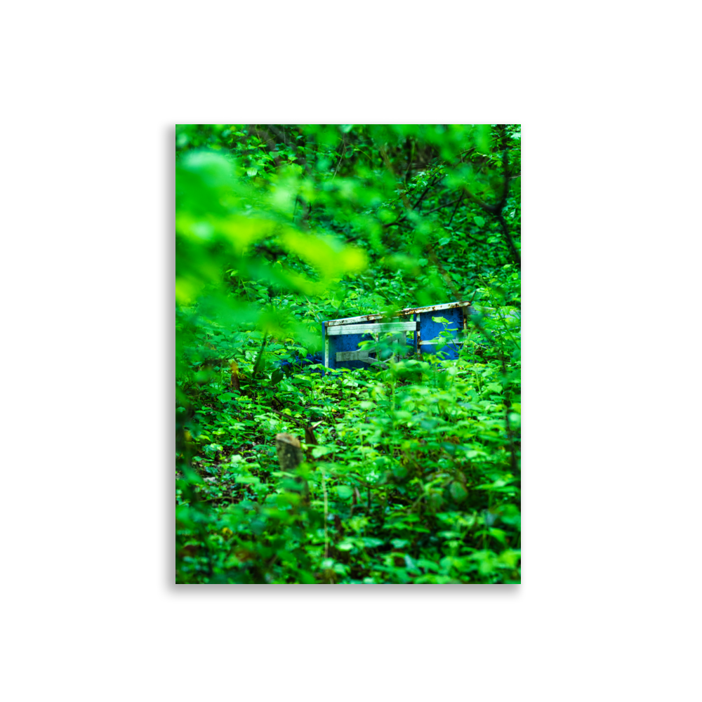 Poster d'un banc de pique-nique en pleine forêt, illustration de la sérénité de la nature