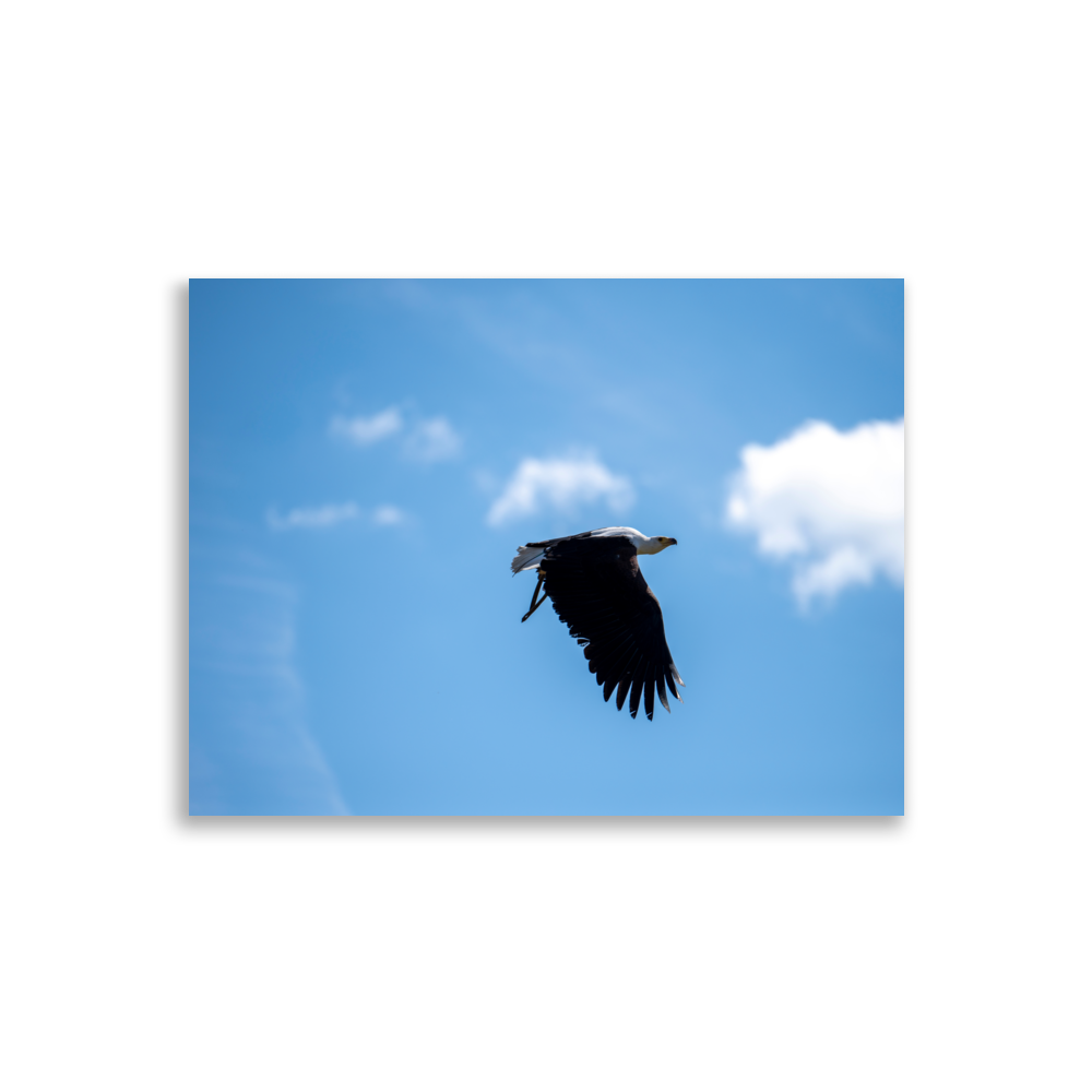 Poster d'un Vautour fauve en plein vol, illustration de la grâce et la majestuosité de cet oiseau magnifique.