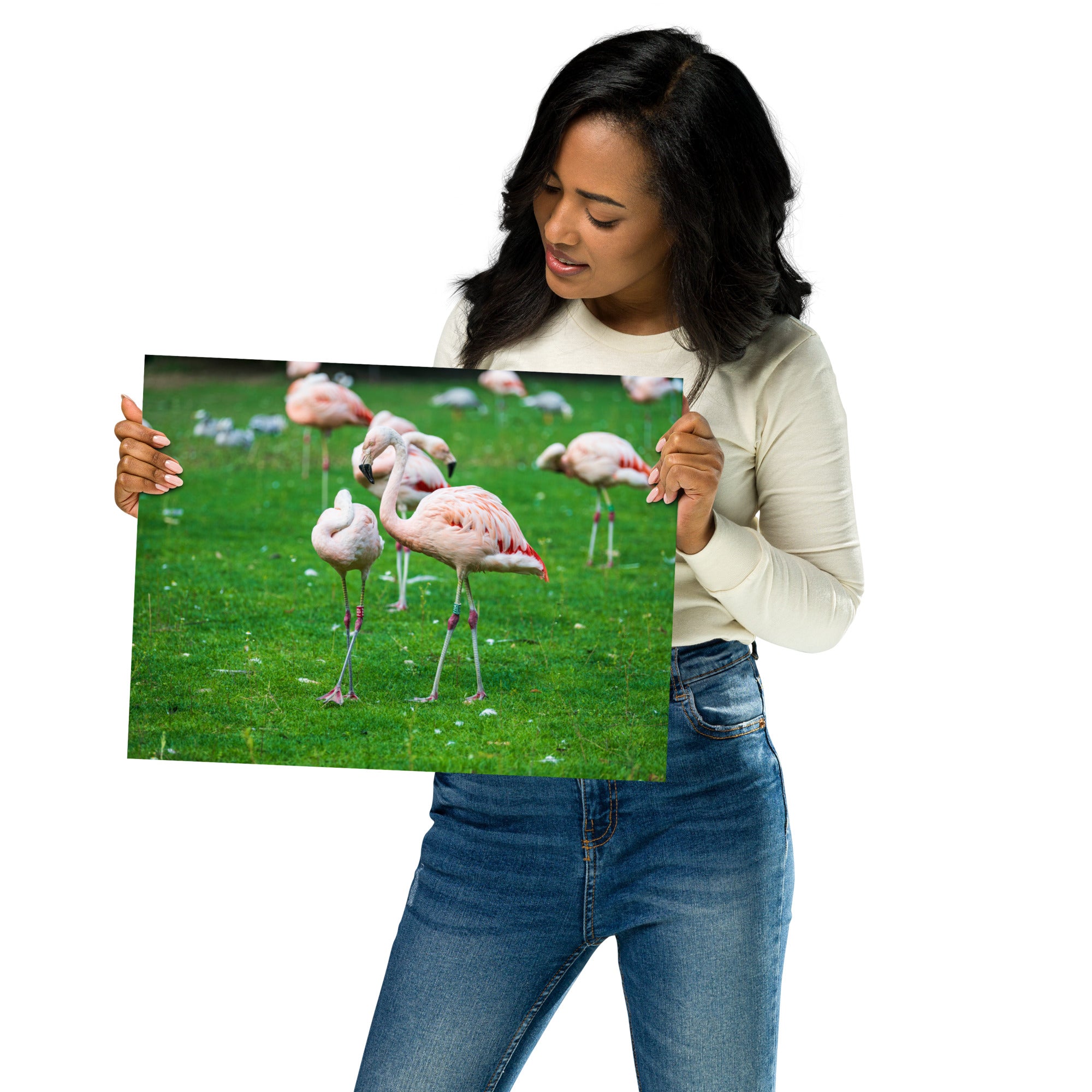 Poster de Flamant rose – Photographie animalière Poster XXL.