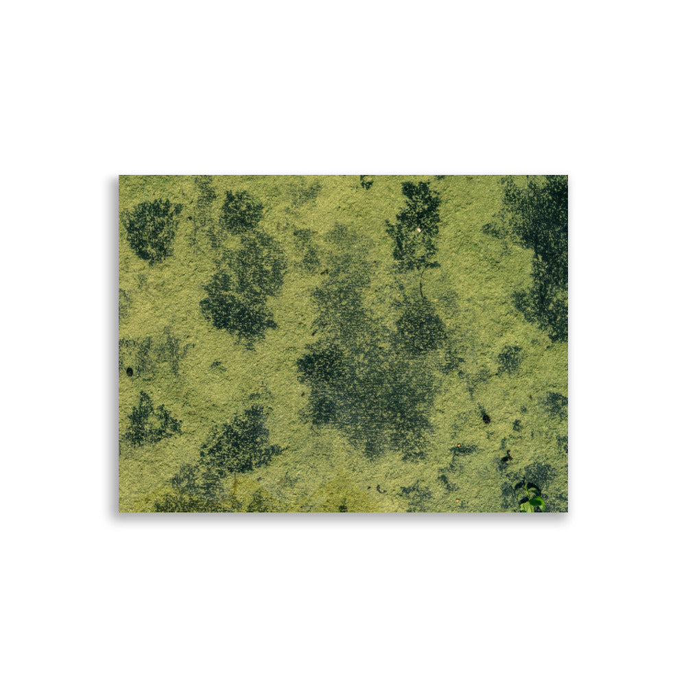 Poster d'une photographie d'un fleuve camouflé par des algues vertes, ressemblant à une peinture