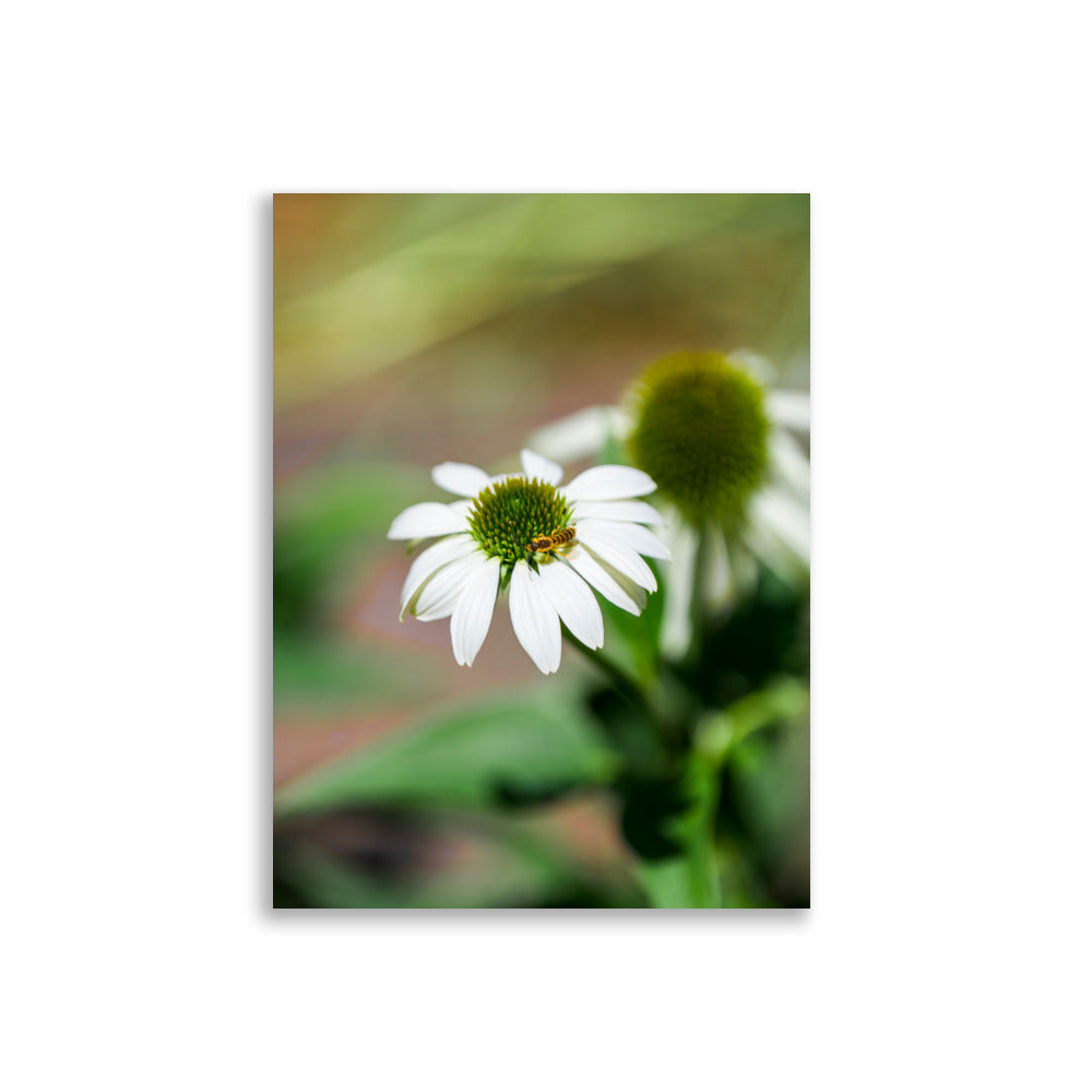 Poster 'Nature Éphémère' représentant une guêpe butinant le pollen d'une marguerite