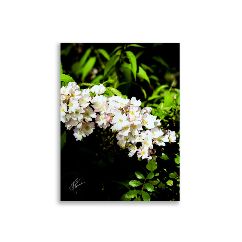 Fleurs blanches délicates du Rosier multiflore, capturées en détails exquis.