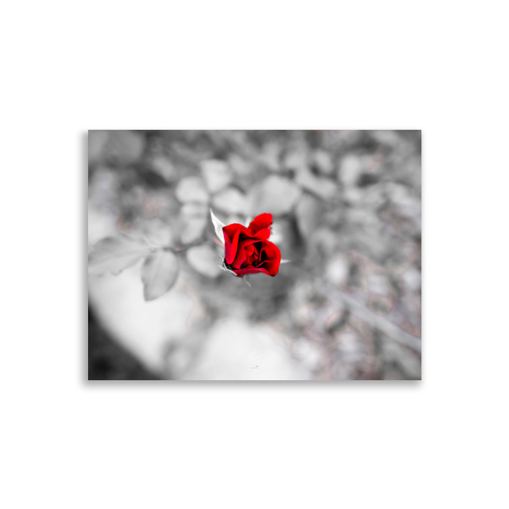 Close-up d'une rose éclatante de couleur rouge, se distinguant sur un arrière-plan artistique en noir et blanc.