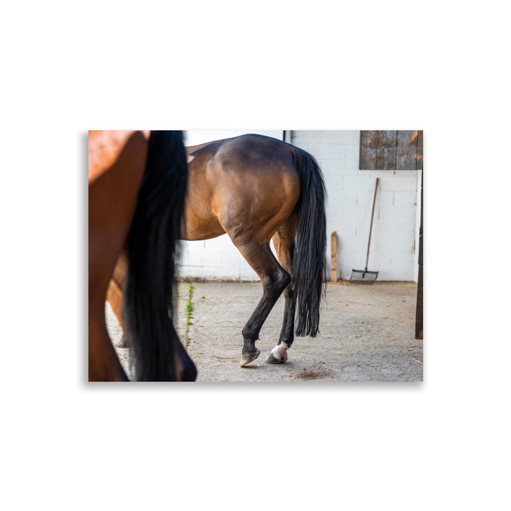 Photographie artistique 'Au repos dans l'écurie' dépeignant le mouvement gracieux d'un cheval, imprimée sur du papier de première qualité.