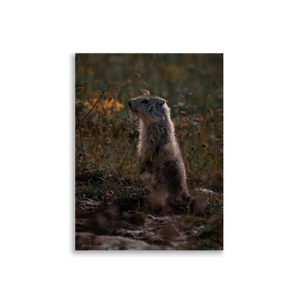 Marmotte curieuse sur un fond montagneux, illustrant la beauté de la faune, capturée avec précision par Brad_explographie.