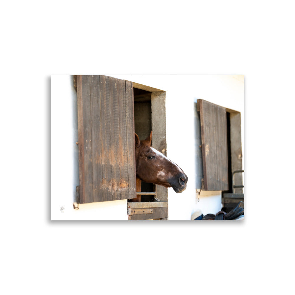 Poster photographique 'L'arrogant' représentant un cheval avec un regard audacieux, émergeant de son box, capture exquise par le photographe Yann Peccard. Le regard puissant du cheval et la qualité d'impression muséale enrichiront visuellement votre espace.
