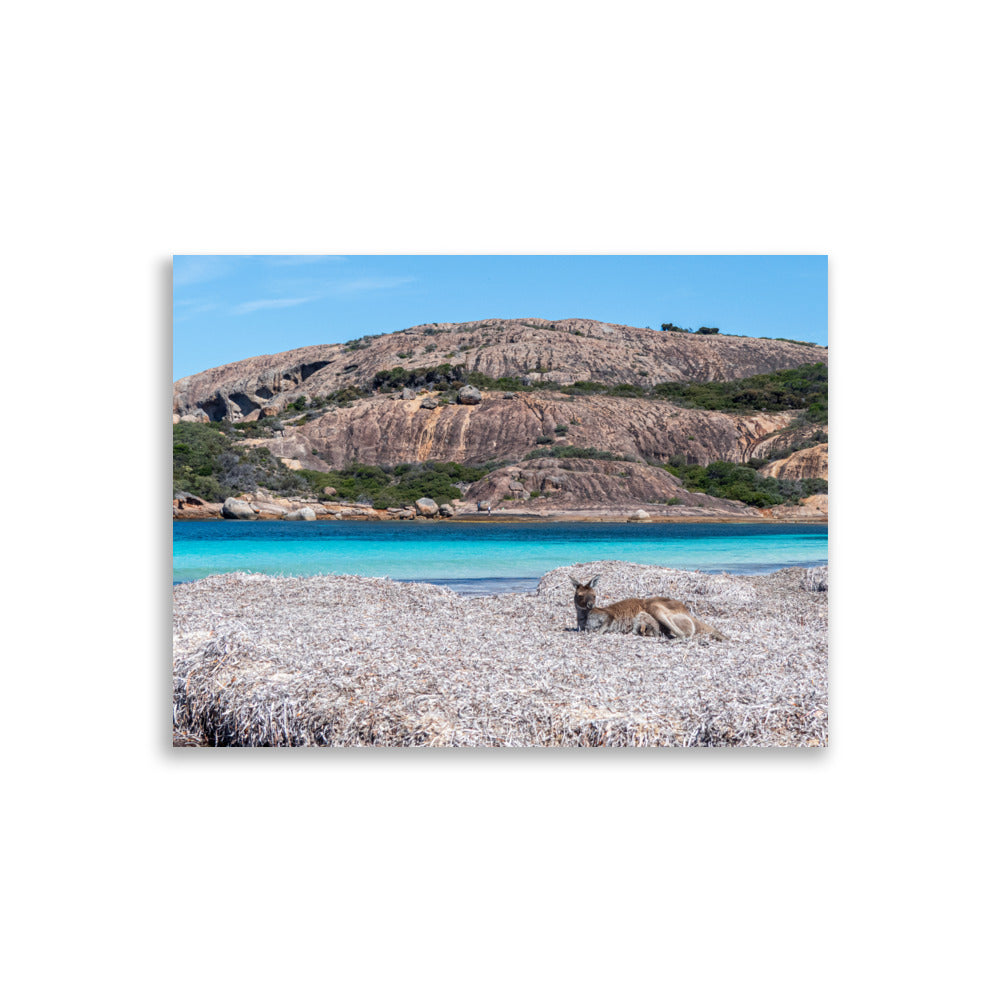 Photographie 'What's Up mate !' capturant un kangourou relaxant au premier plan, avec des eaux bleues lumineuses et des montagnes en arrière-plan, représentant l'essence sauvage et la beauté naturelle de l'Australie.