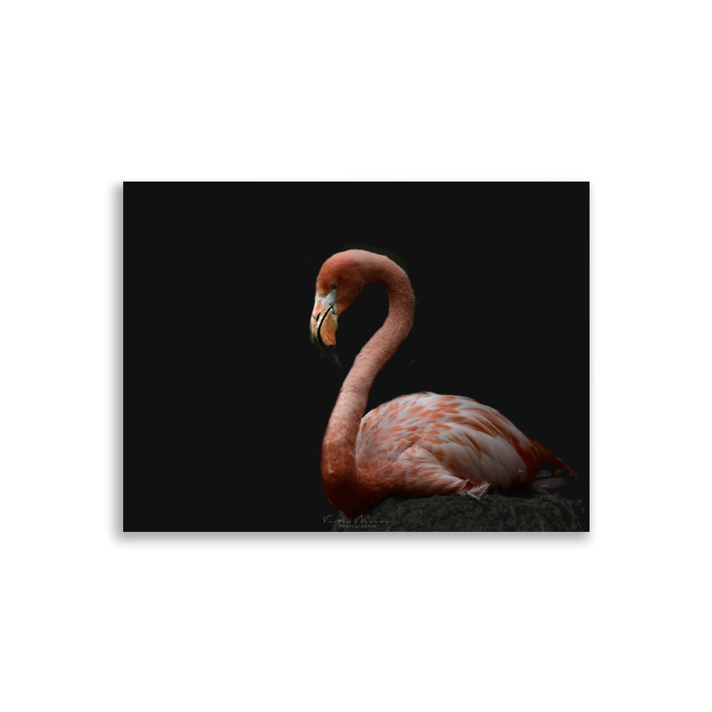 Photographie 'Flamingo', présentant un flamant rose élégant de profil, se détachant majestueusement sur un fond noir profond, capturant subtilement sa grâce et son élégance.